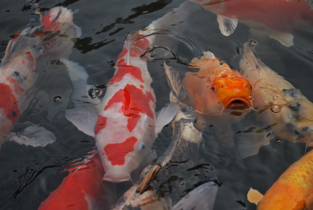 Akizuki Spa Ryokan Seiryuan Asakura  Экстерьер фото